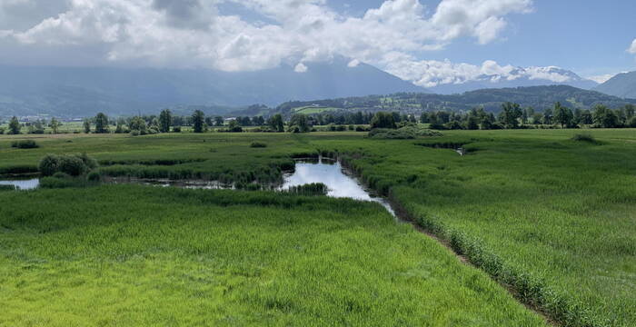 Blick aufs Kaltbrunner Riet