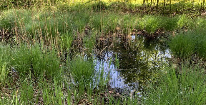 Egelsee, Sennwald: Wasserführende Mulde