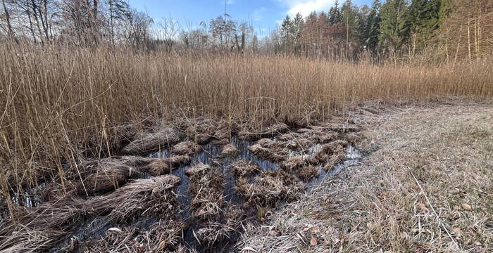 Egelsee, Sennwald: Bultiges Schilfröhricht