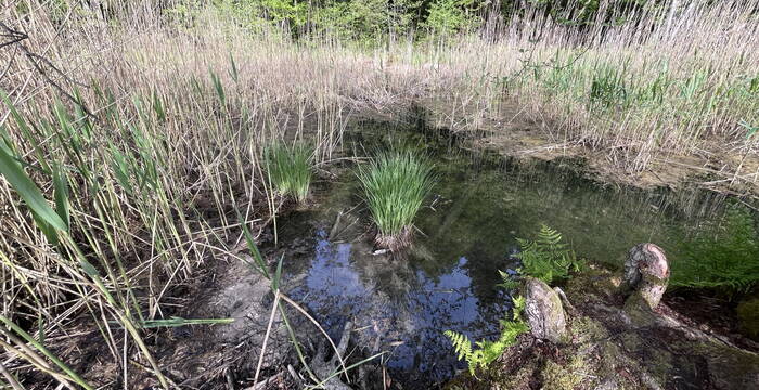 Egelsee, Sennwald: Grundwasserweiher