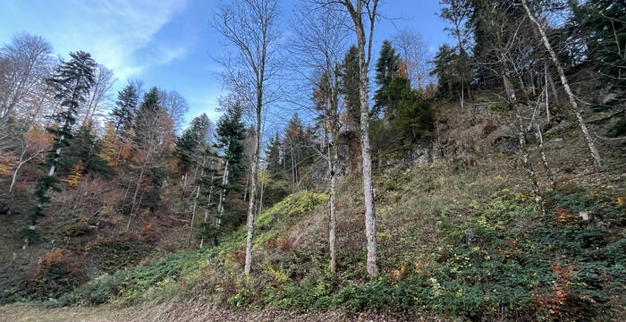 Schutzgebiet Bechtenwald, Mosnang SG