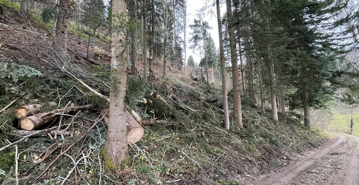Bechtenwald, Mosnang SG: Holzschlag