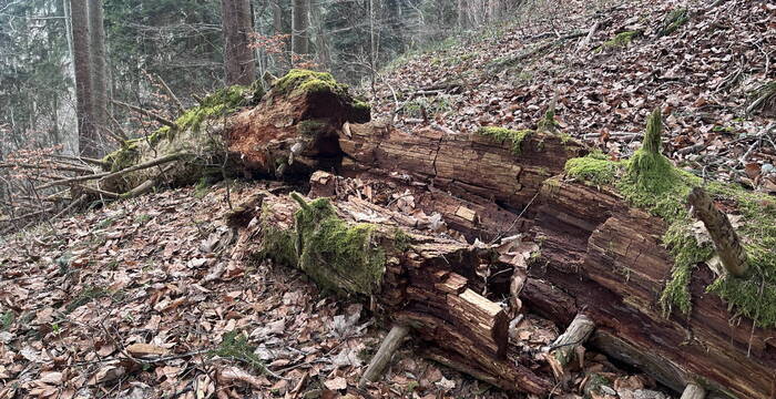 Bechtenwald, Mosnang SG: Totholz