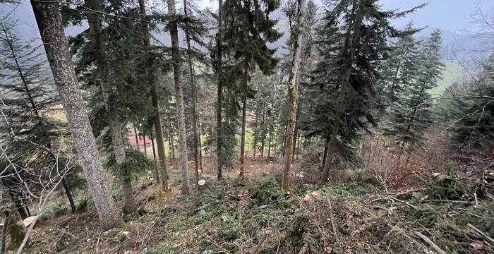 Bechtenwald, Mosnang SG: Holzschlag