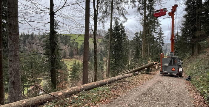 Bechtenwald, Mosnang SG: Holzschlag