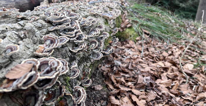 Bechtenwald, Mosnang SG: Pilze