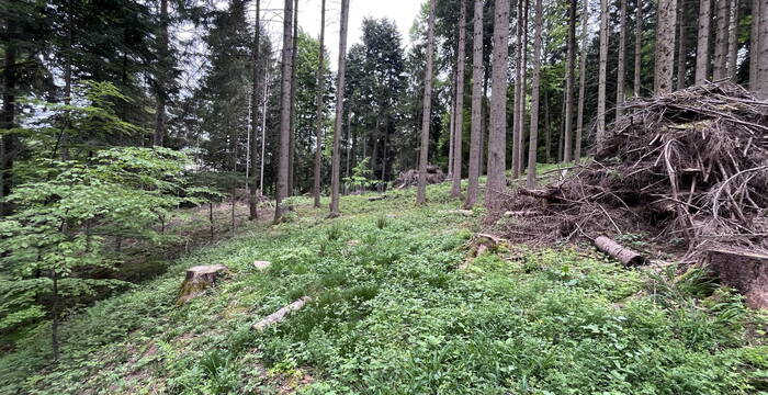 Bechtenwald, Mosnang SG: Schlagfläche