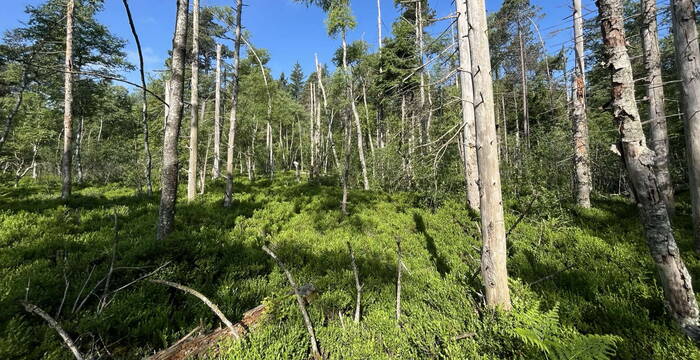 Hochmoor Rotmoos