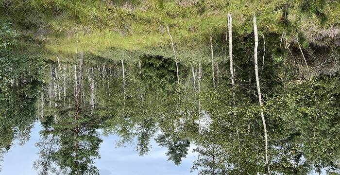 Durch den gestörten Wasserhaushalt verbuscht das Moor mit Sträuchern und Bäumen.
