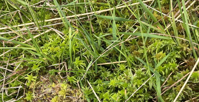 Torfmoose breiten sich langsam in den wiedervernässten Flächen aus.