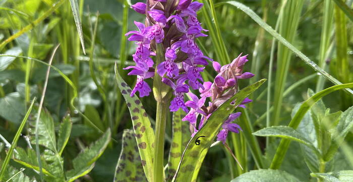 Ein Geflecktes Knabenkraut – eine geschützte Orchidee.