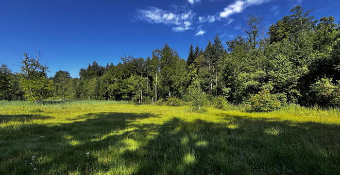 Schutzgebiet Arnegger Witi / Altmoos, Gossau SG