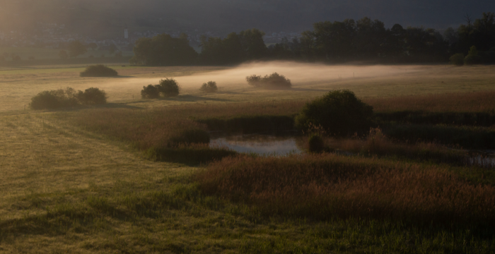 Das Kaltbrunner Riet in der Dämmerung