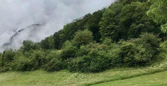 Hecke Walenstadtberg