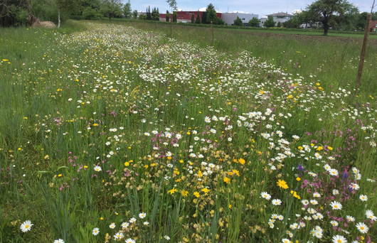 Wiesenaufwertung 2015 Strengen, Rheineck (Foto: Agnes Beurer)