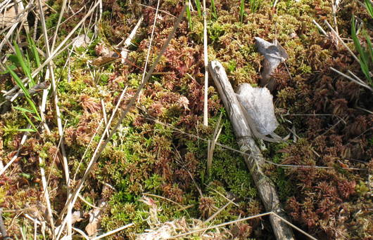 Die Torfmoose sollen sich im Moor ausbreiten können. (Foto: Ch. Meienberger)