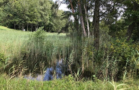 Torfstichtümpel werden von den Amphibien als Laichplätze benutzt. (Foto Pro Natura SGA)