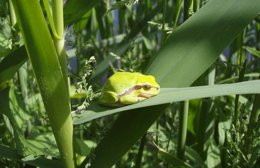 Laubfrosch