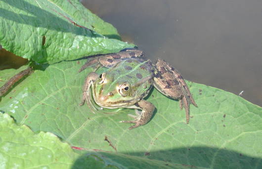 Wasserfrosch (Foto: Lukas Tobler)