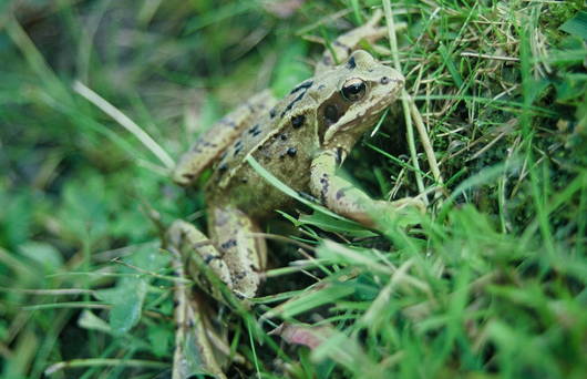 Grasfrösche finden im Ischnitt Lebensraum (Foto: Peter Hochstrasser)