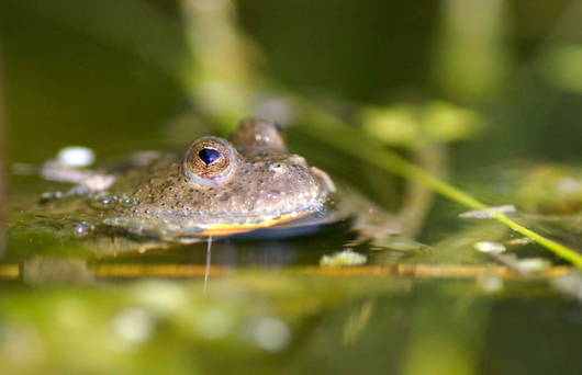 Gelbbauchunken profitieren von den Aufwertungsmassnahmen. (Foto: Urs Tester)