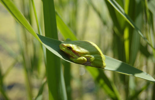 Laubfrosch (Foto: Jürg Roos)