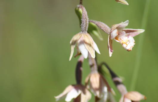 Epipactis palustris © Samuel Häne