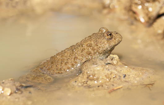 Gelbbauchunke (Copyright Frank Vassen)