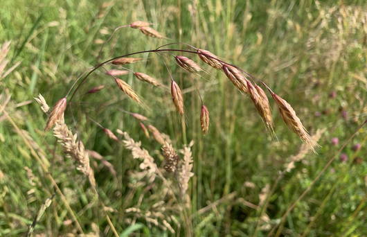 Bromus grossus © Pro Natura St. Gallen-Appenzell