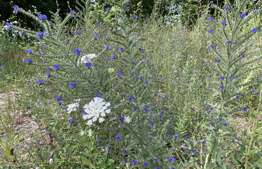 Ruderalflora © Pro Natura St. Gallen-Appenzell