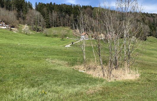 Ehem. Feuerweiher vor Aufwertung © Pro Natura St. Gallen-Appenzell