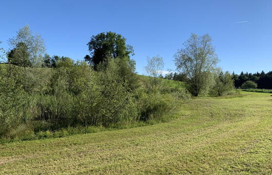 Weiher Seebeli vor Sanierung