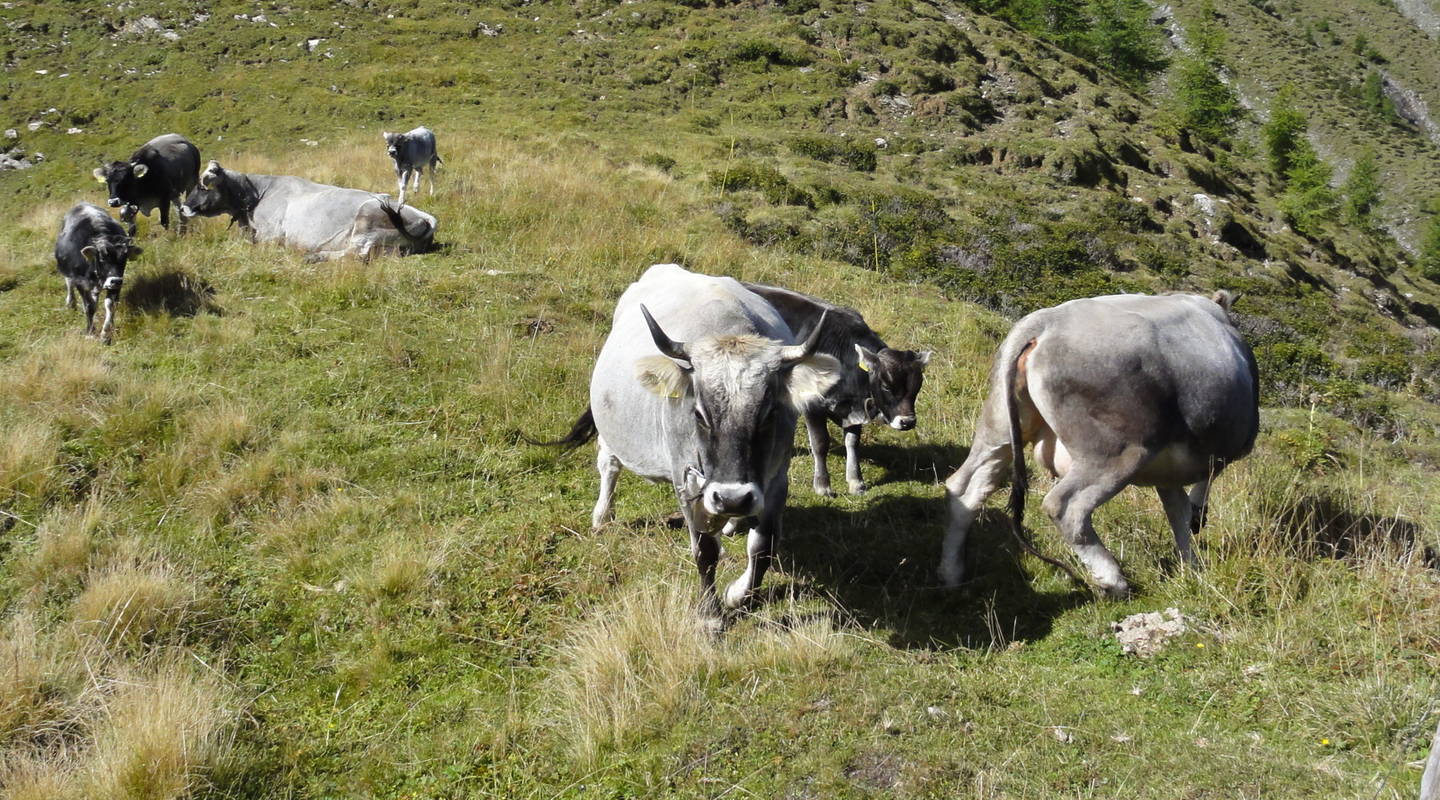 Alp Panära, Pfäfers | Pro Natura St.Gallen-Appenzell
