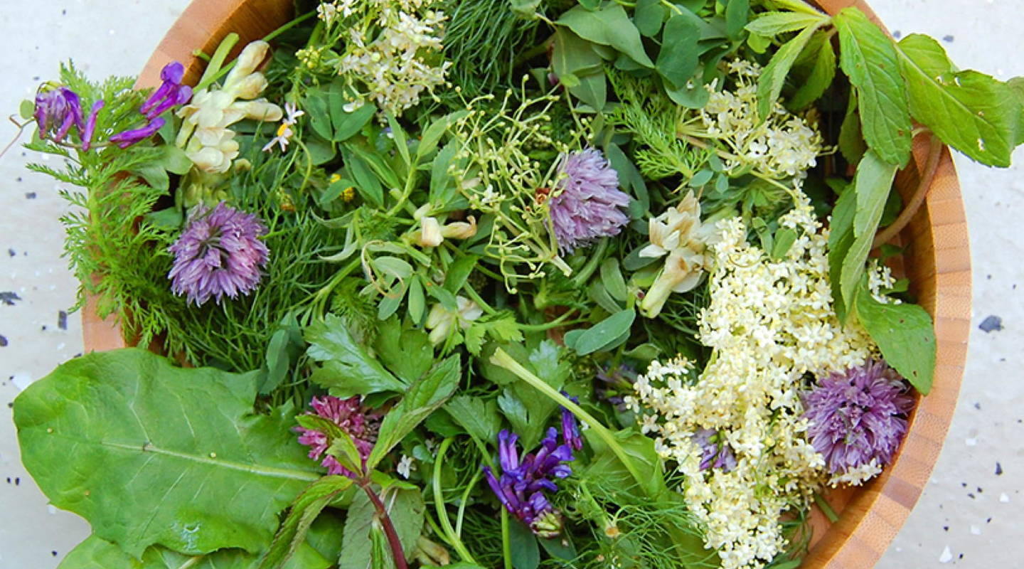 Exkursion Essbare Wildkräuter erkennen und geniessen Pro Natura St