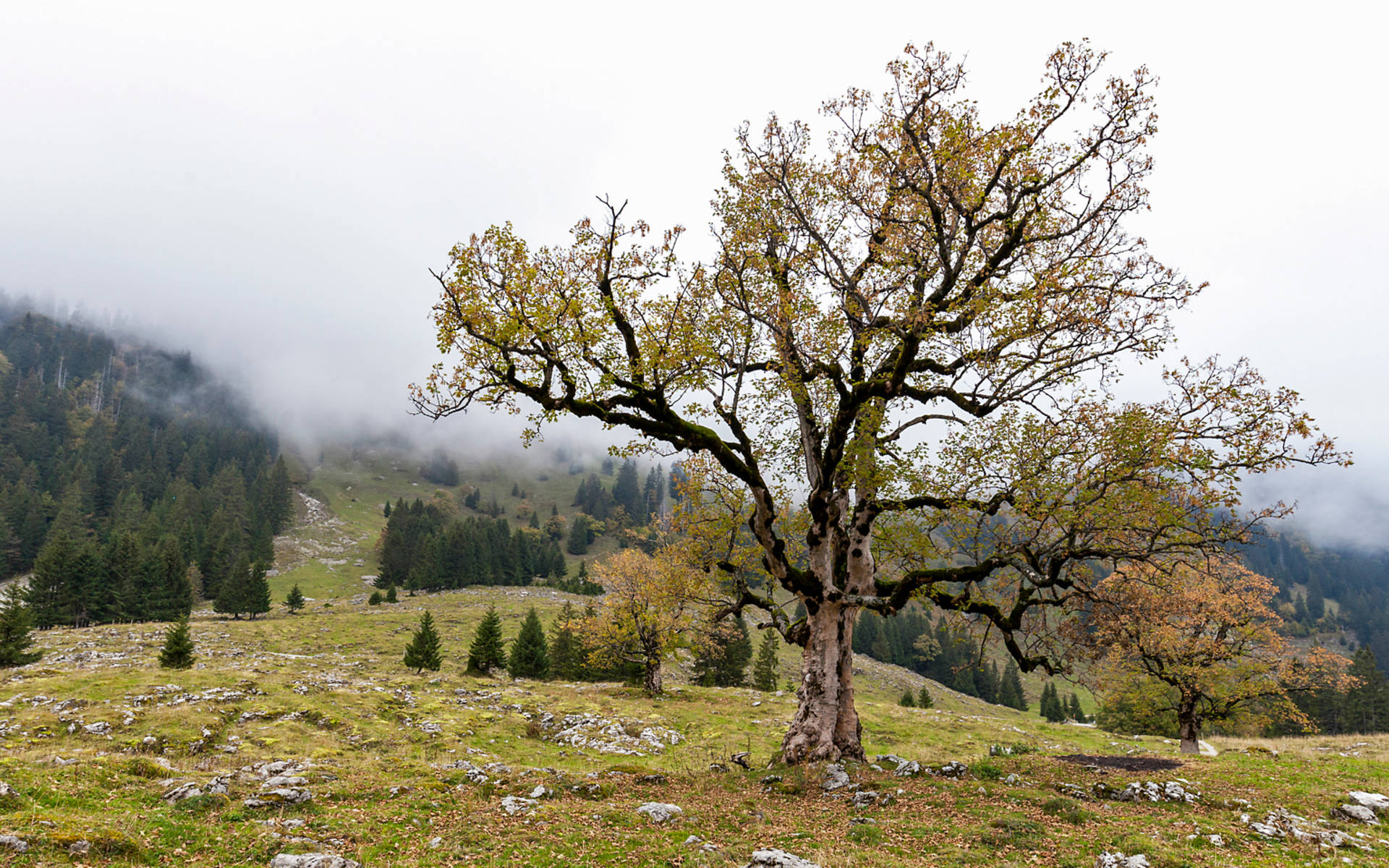 Bergahorn © Matthias Sorg