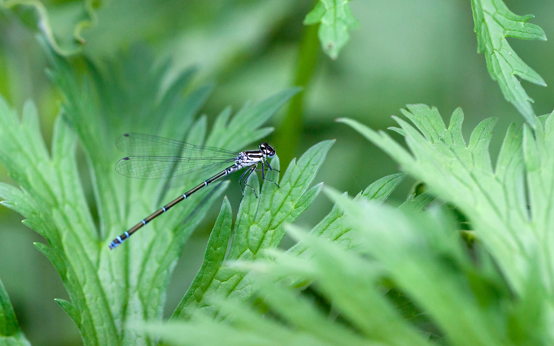 Kleinlibelle © Matthias Sorg