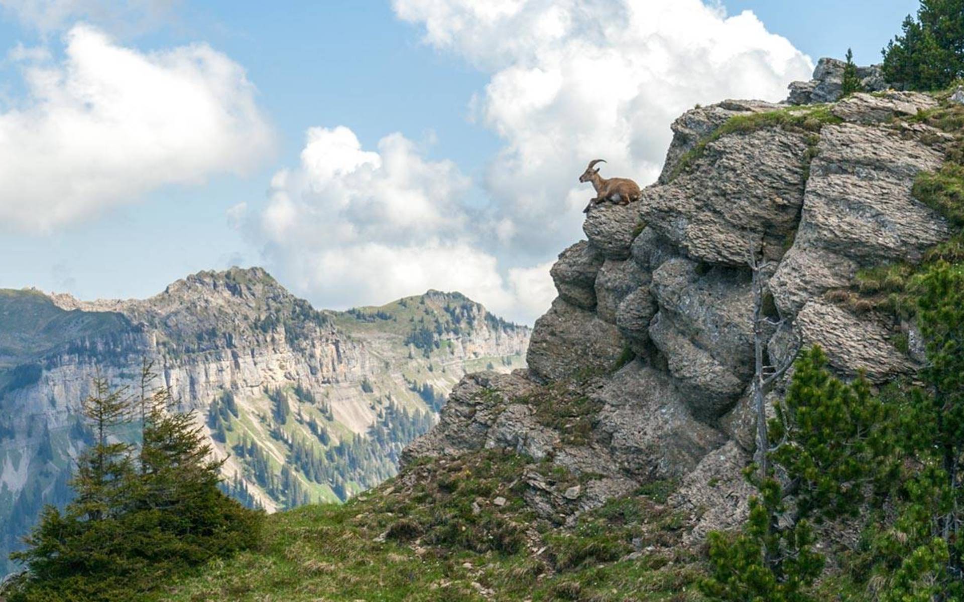Steinbock (cr_matthiassorg)