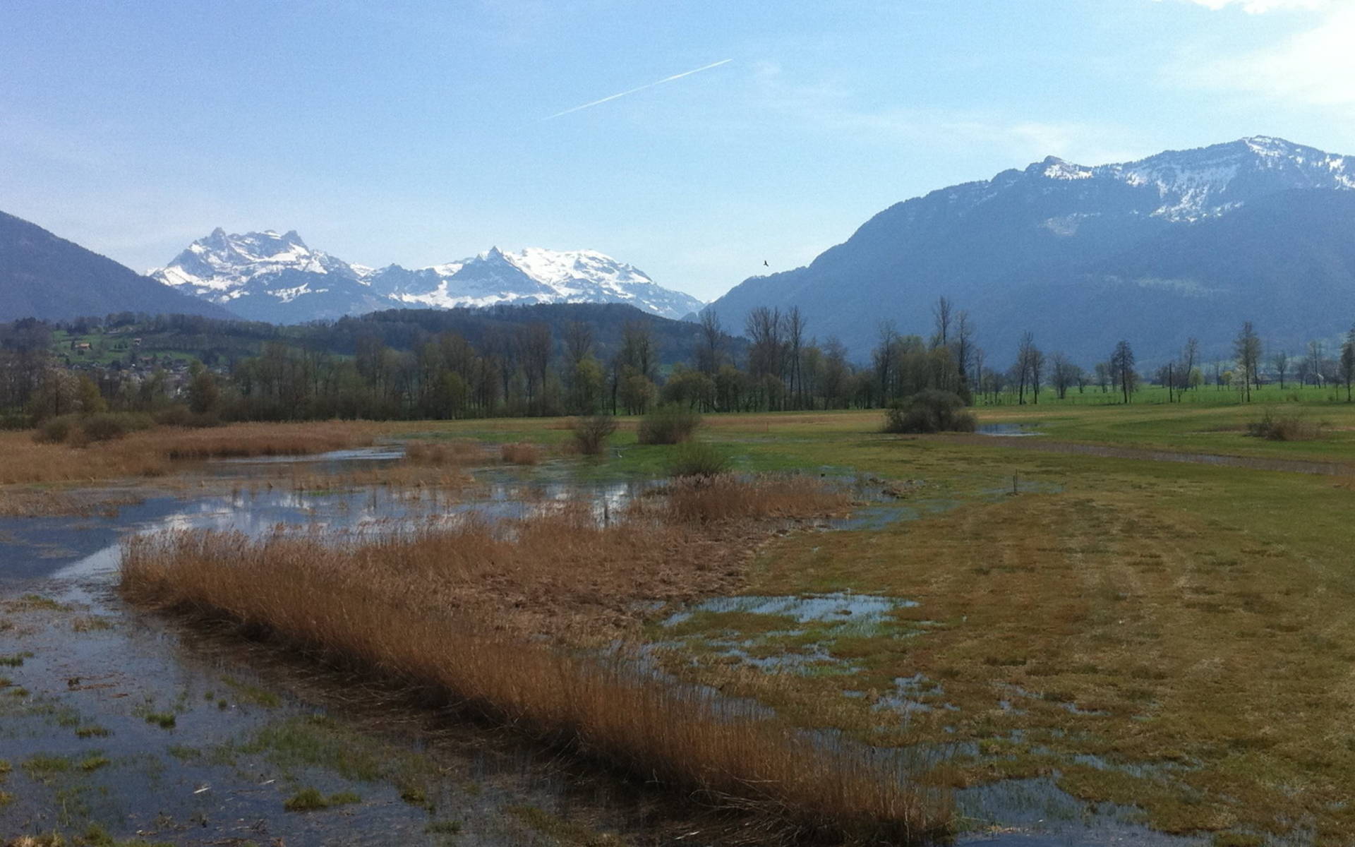 Kaltbrunner Riet im Frühling (Foto: Antonia Zurbuchen).