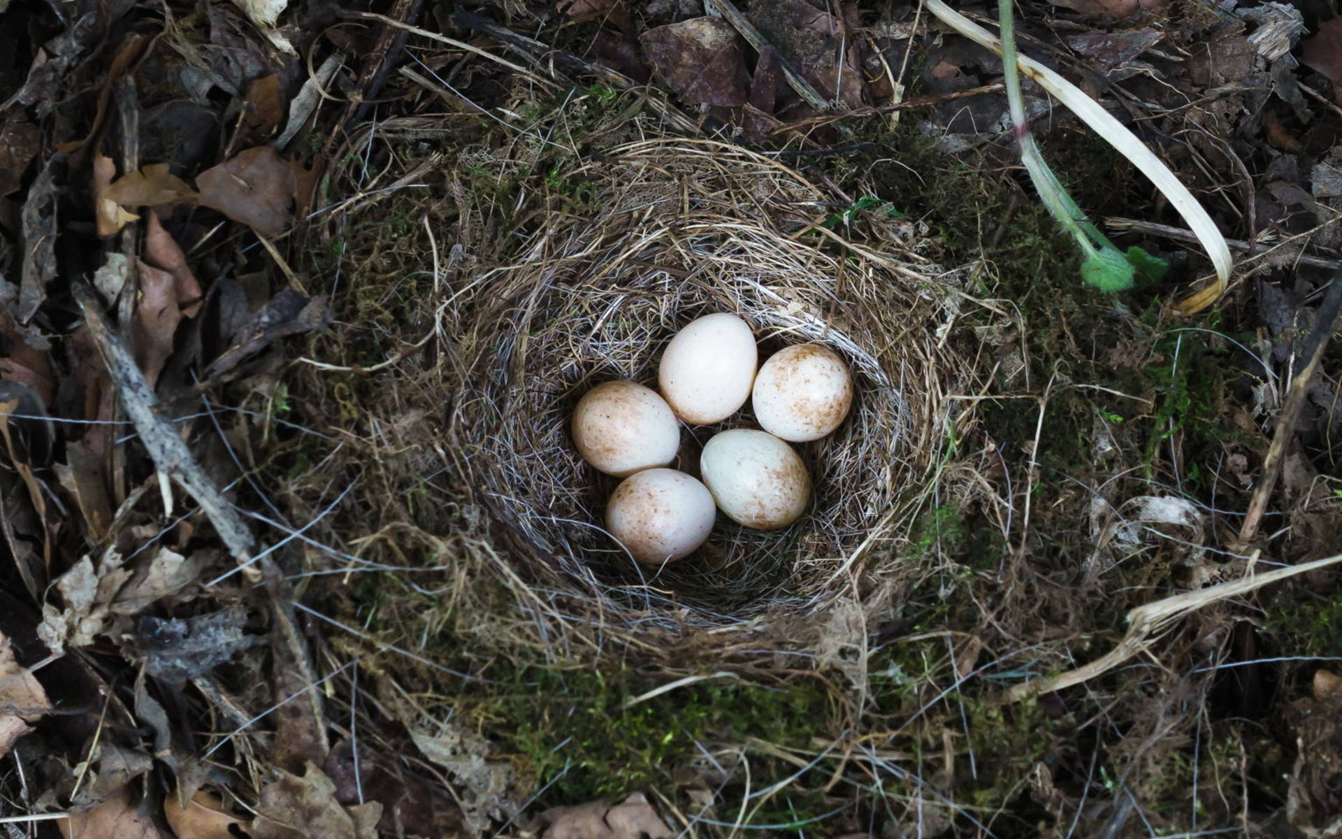 Vogelnest Bodenbrüter © Wikimedia Commons, Neptuul