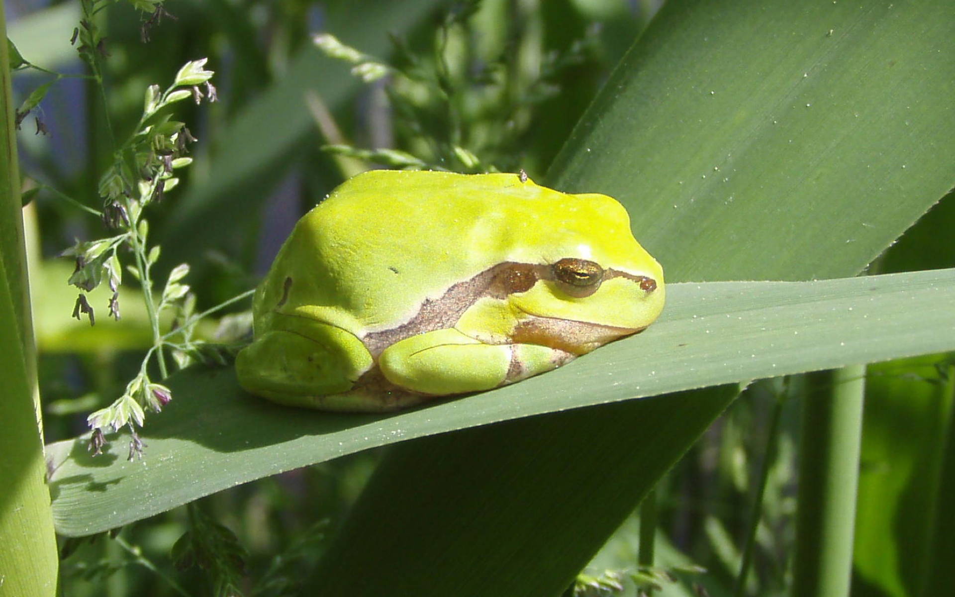 Laubfrosch © Pro Natura SGA