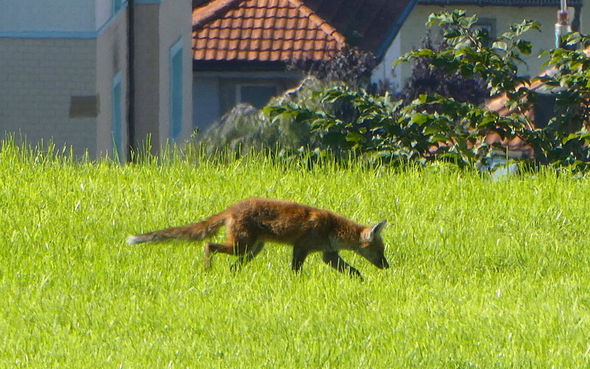 Stadtfuchs Scheitlinsbüchel © Toni Bürgin