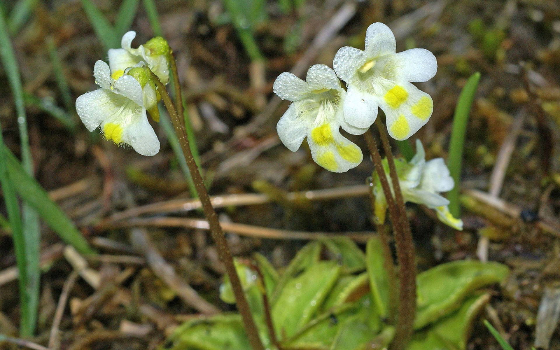 Pinguicula alpina © Walter Dyttrich