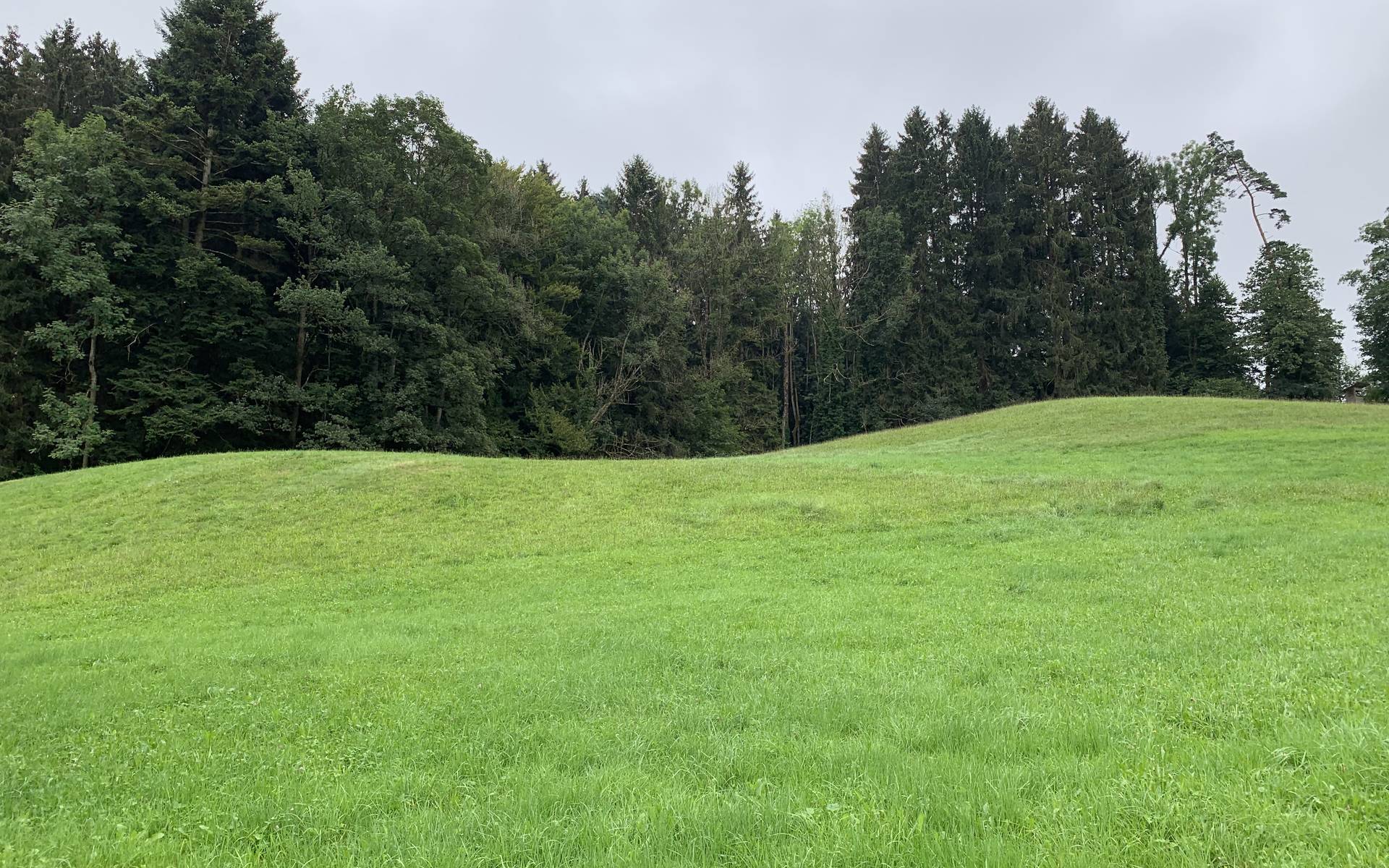 Aufzuwertende Fläche Sägi, Zuzwil. Foto: Pro Natura SGA