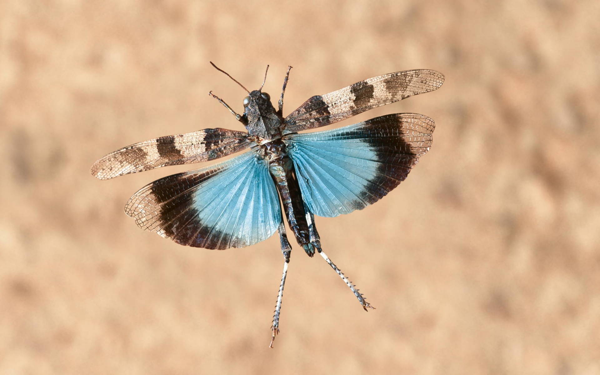 Blauflügelige Ödlandschrecke © Blickwinkel / F. Perseke