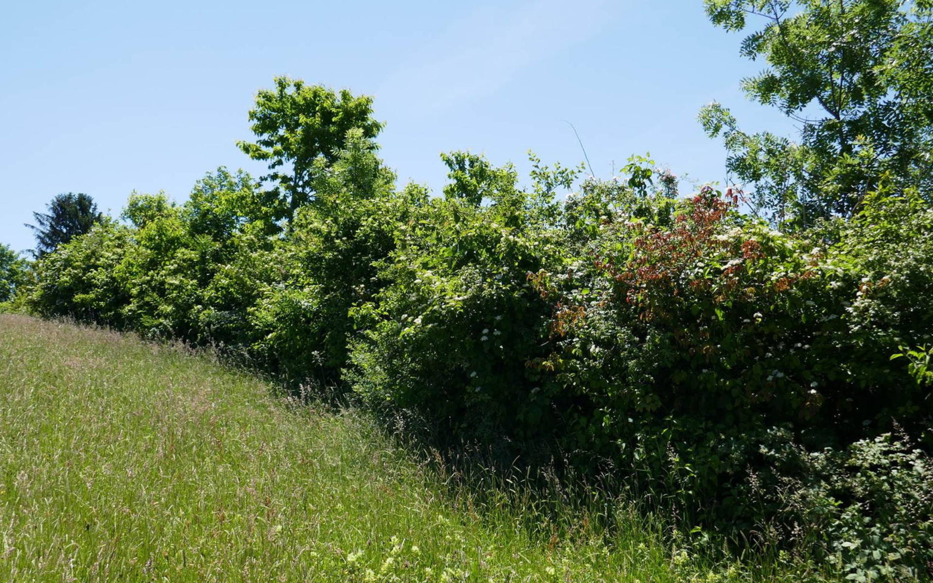Hecken haben für die Biodiversität eine grosse Bedeutung. Sie sind für vielen Tiere ein idealer Lebensraum. © Fabia Knechtle