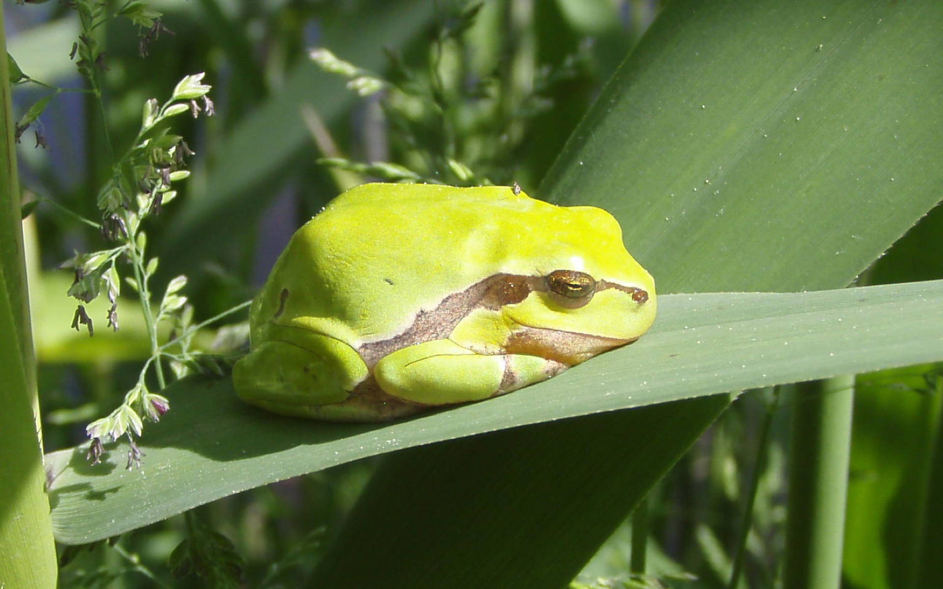 Laubfrosch im Kaltbrunner Riet. © Pro Natura SGA