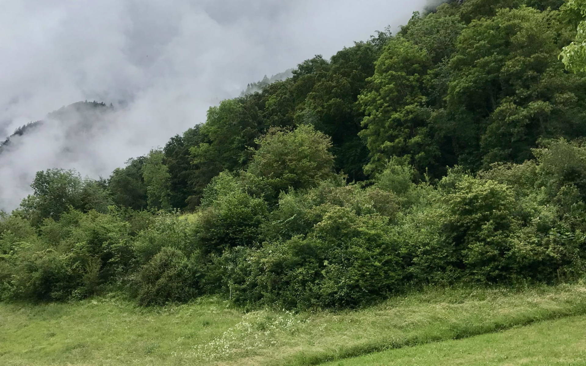 Hecke Walenstadtberg (cr: Pro Natura St.Gallen-Appenzell)