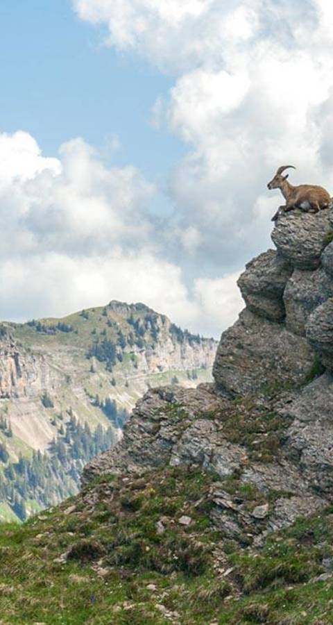 Steinbock