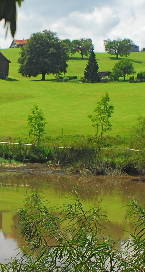 11004: Saumweiher, Herisau