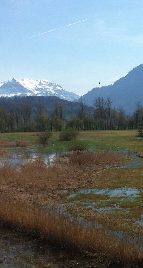 Kaltbrunner Riet im Frühling (Foto: Antonia Zurbuchen).